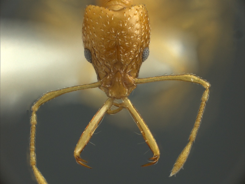 File:Acanthognathus-ocellatusH.jpg