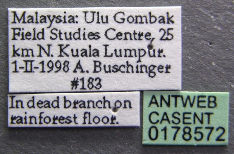 File:Acanthomyrmex ferox casent0178572 label 1.jpg