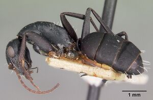 Camponotus auropubens aldabrensis casent0104619 profile 1.jpg