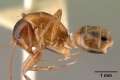 Camponotus christi casent0101436 profile 1.jpg