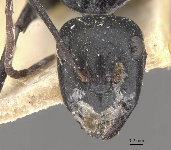 File:Camponotus cinereus casent0910367 h 1 high.jpg