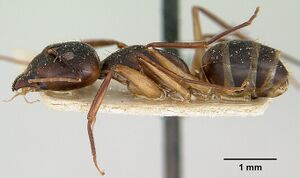 Camponotus hova becki casent0101777 profile 1.jpg