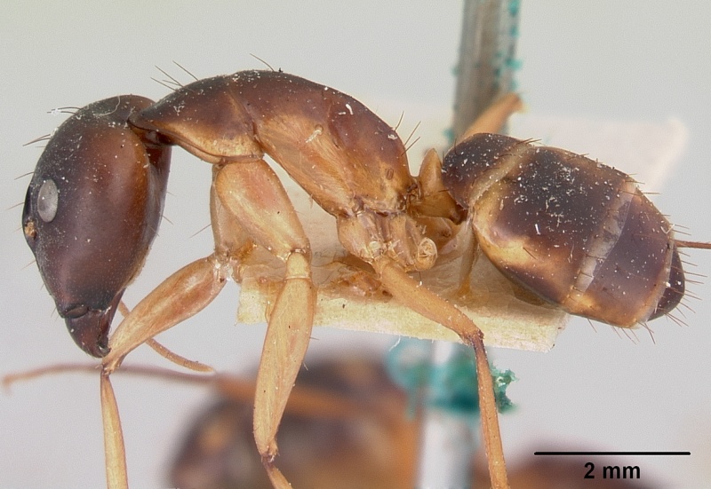 File:Camponotus maculatus casent0101352 profile 1.jpg