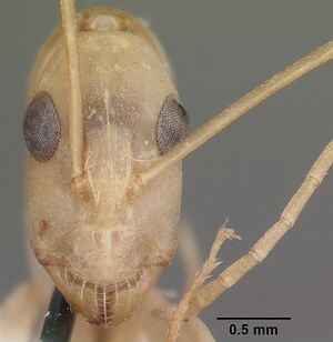 Camponotus maculatus casent0104631 head 1.jpg