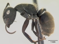 Camponotus mus casent0173432 profile 1.jpg