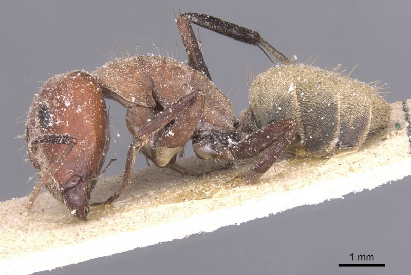 File:Camponotus rufoglaucus casent0911775 p 1 high.jpg