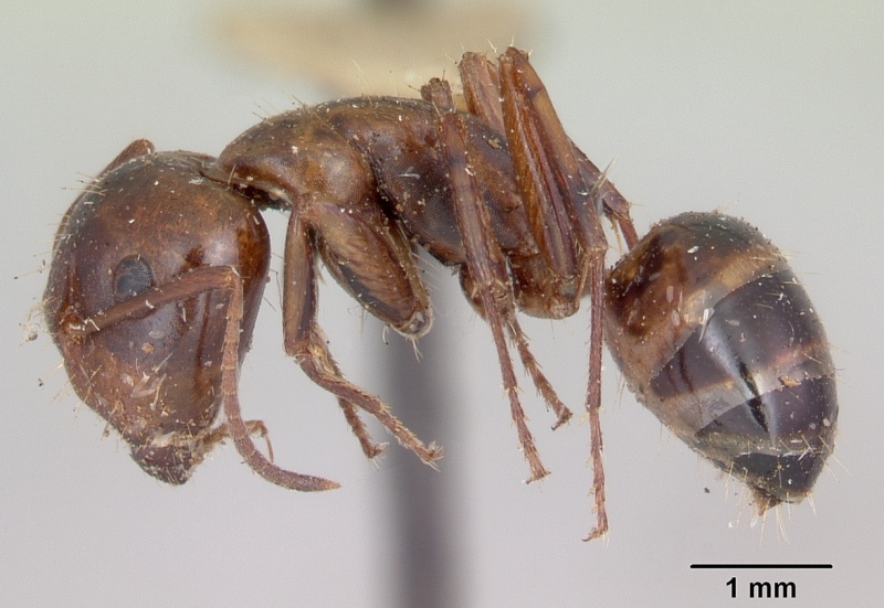 File:Camponotus subbarbatus casent0103353 profile 1.jpg