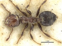 Crematogaster cornigera casent0902133 d 1 high.jpg