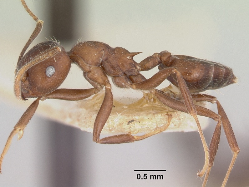 File:Crematogaster ranavalonae casent0101762 profile 1.jpg