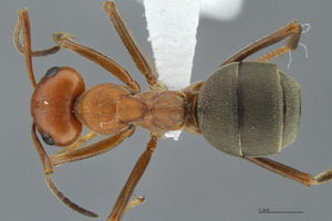 Formica prociliata had.jpg