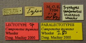 MCZ-21493 Camponotus incensus minor labels.JPG