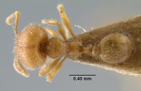 MCZ-ENT00032035 Pheidole tetrica had.jpg