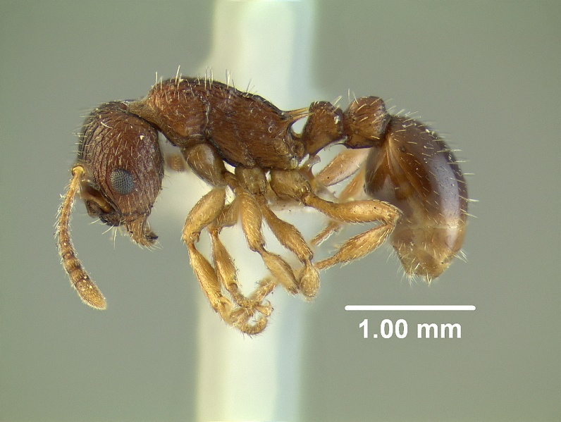 File:Myrmica detritinodis 23149 23149 hal.jpg