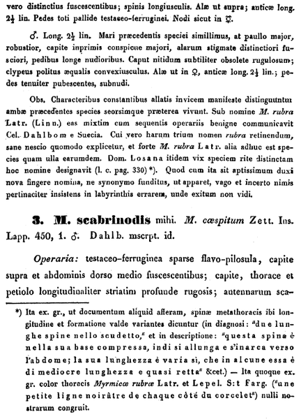 File:Nylanderia 1846 ruginodis 930.png