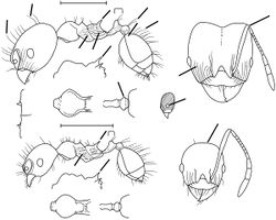 Pheidole tschinkeli Wilson 2003.jpg