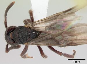 Phrynoponera bequaerti casent0417548 dorsal 1.jpg