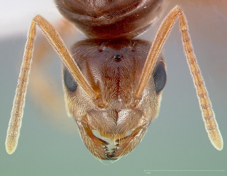 File:Prenolepis imparis casent0005432 head 1.jpg