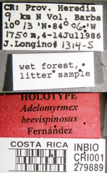 File:Adelomyrmex brevispinosus inbiocri001279889 label 1.jpg