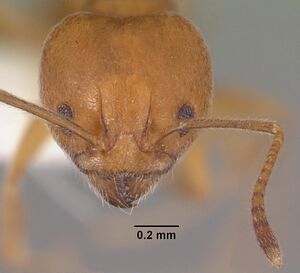 Aneuretus simoni casent0102369 head 1.jpg