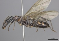 Camponotus mirabilis casent0249616 p 1 high.jpg