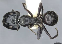 Camponotus vividus semidepilis rmcaent000017814 d 1 high.jpg