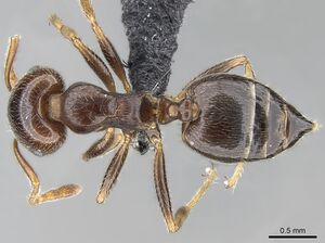 Crematogaster ramamy casent0317780 d 1 high.jpg