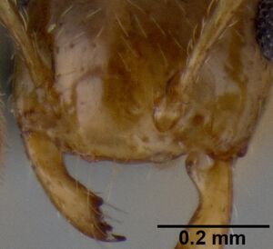 Crematogaster razana casent0149655 h 2 high.jpg