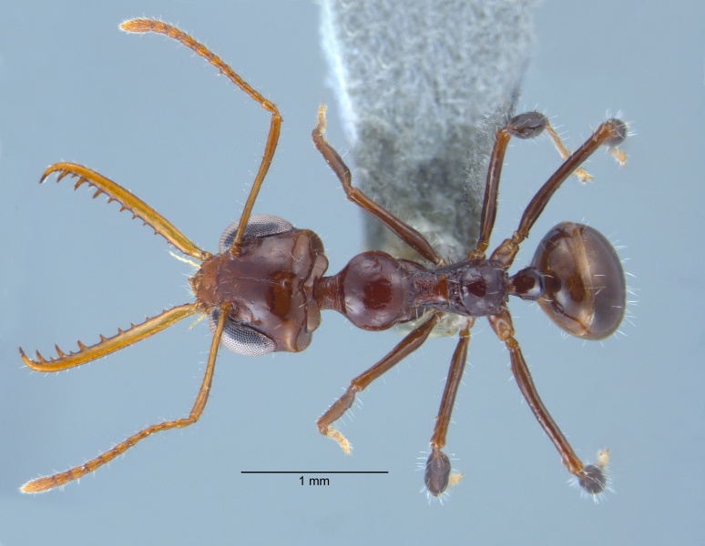 File:Myrmoteras glabrum w dorsal.jpg