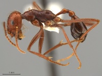 Ocymyrmex-celer-Syntype-MCZ26125L.jpg