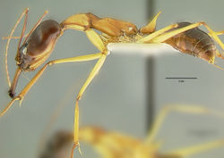Odontomachus rufithorax hal.jpg