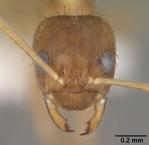 Paratrechina vividula casent0102821 head 1.jpg