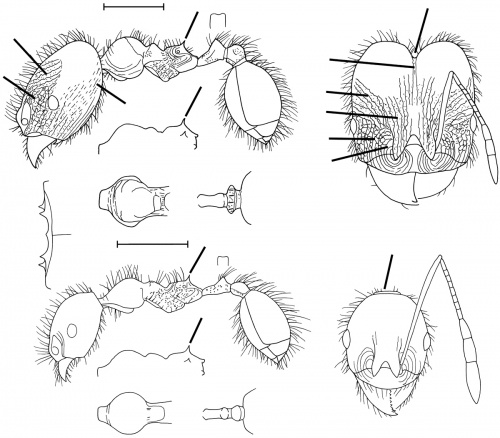 Pheidole huacana Wilson 2003.jpg