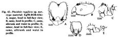 Pheidole rugifera.jpg