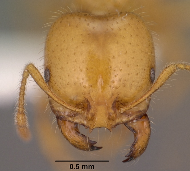 File:Solenopsis aurea casent0102899 head 1.jpg