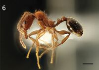 Aphaenogaster sicula F6.jpg