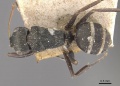 Camponotus linnaei casent0910746 d 1 high.jpg