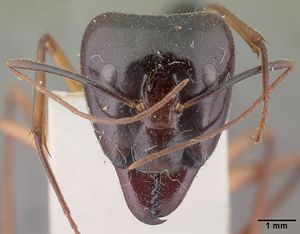 Camponotus perroti casent0101350 head 1.jpg