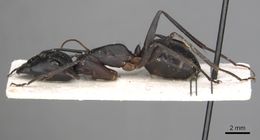 Camponotus sinaiticus casent0281013 p 1 high.jpg