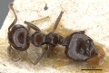 Crematogaster longiclava casent0905377 d 1 high.jpg