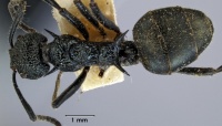 Dolichoderus clarki top view