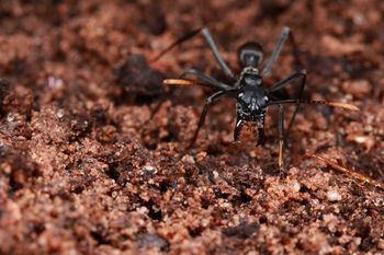 Foraging Neoponera apicalis, Leo Lamimi.jpg