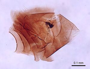 Leptanilla australis casent0280998 p 3 high.jpg