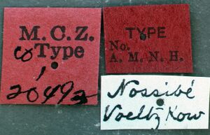 Leptogenys voeltzkowi mcztype20493 label 1.jpg