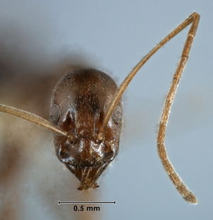 Leptomyrmex garretti head view