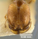 MCZ-ENT00008695 Pheidole vatu hef.jpg