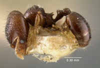 MCZ-ENT00020777 Pheidole mendicula hal.jpg