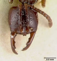 Myopias trumani castype06990 head 1.jpg