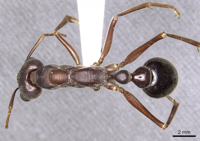 File:Myrmecia erecta casent0902793 d 1 high.jpg