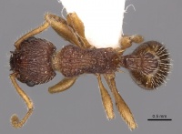 Myrmica jessensis D casent0900294.jpg