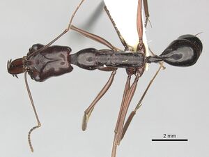Odontomachus angulatus casent0270615 d 1 high.jpg